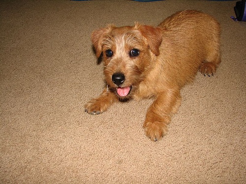 Norfolk_terrier