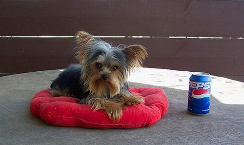 Yorkshire_terrier