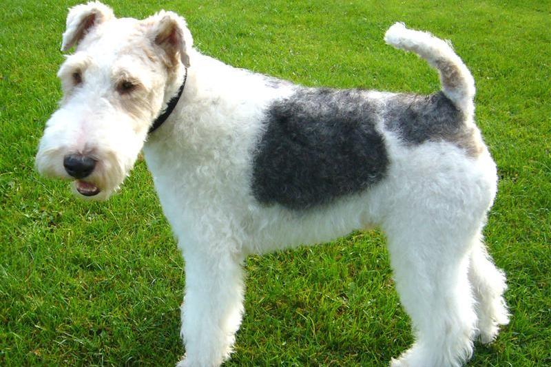 wire-haired_fox_terrier