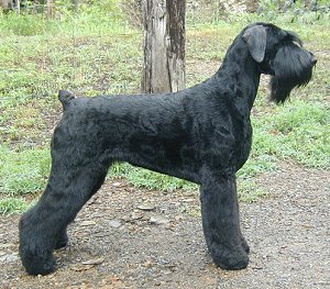 giant_schnauzer