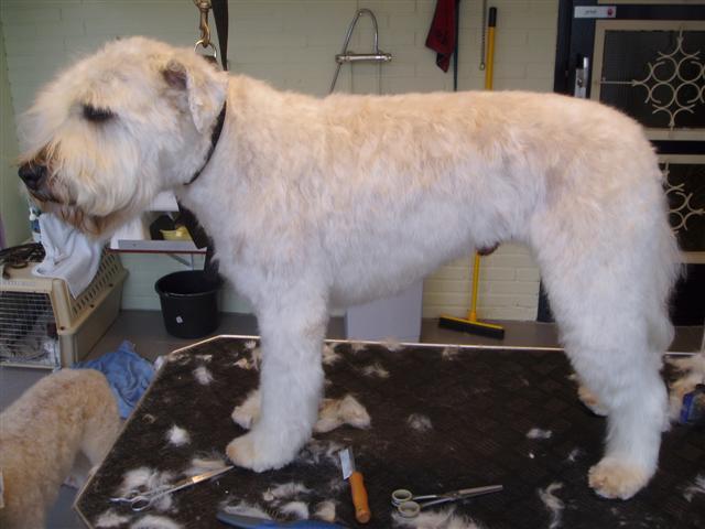 soft-coated_wheaten_terrier