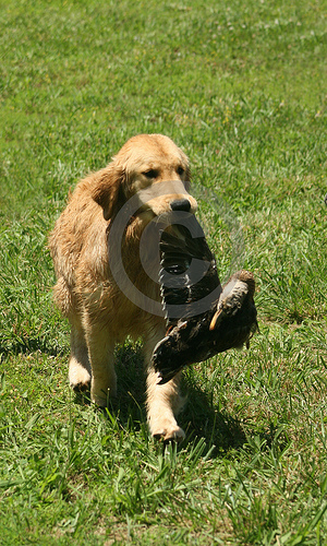 golden_retriever