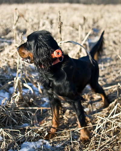 Gordon_setter