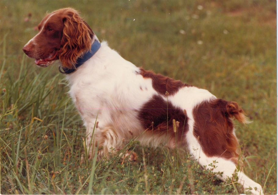 Brittany_spaniel