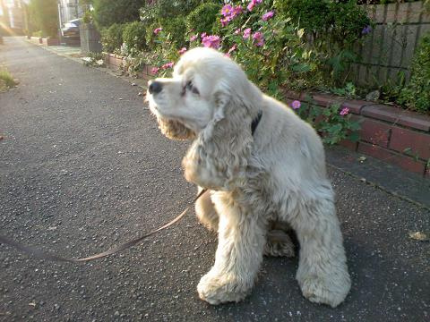 cocker_spaniel