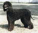 Irish_water_spaniel