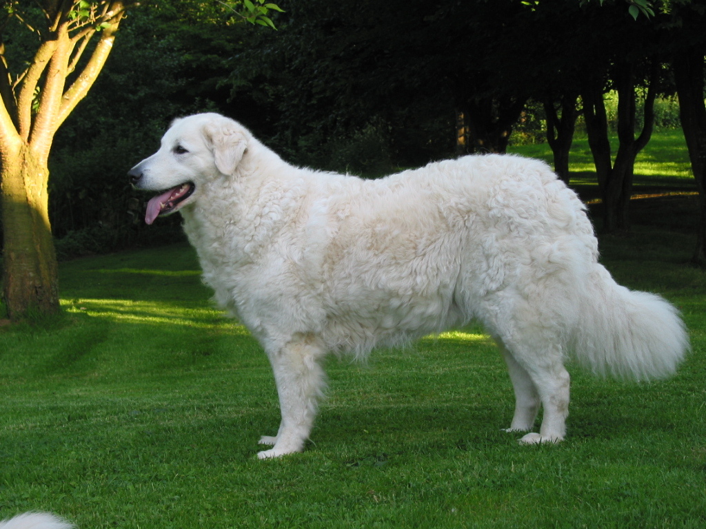 kuvasz