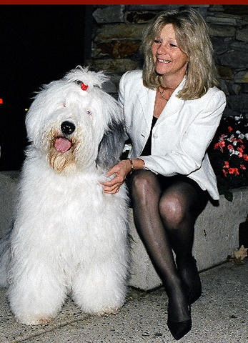 Old_English_sheepdog