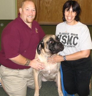 bull_mastiff