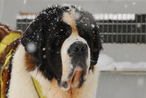 Saint_Bernard