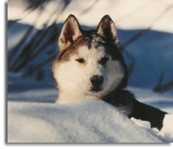 Eskimo_dog