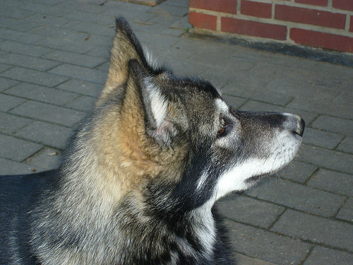 malamute