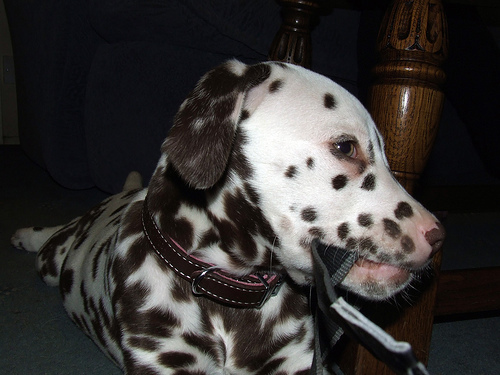 dalmatian