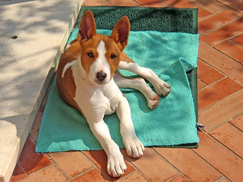 basenji