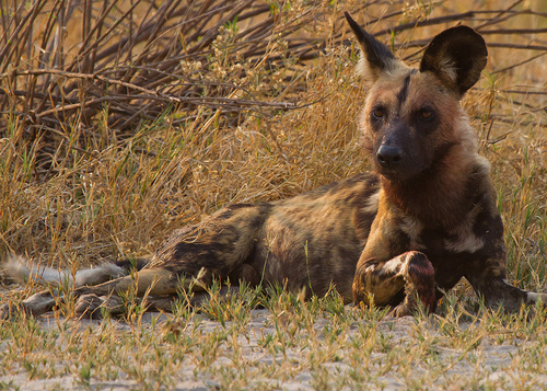 African_hunting_dog