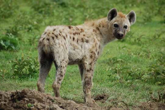 hyena