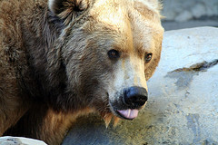 brown_bear