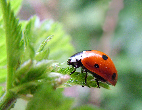 ladybug