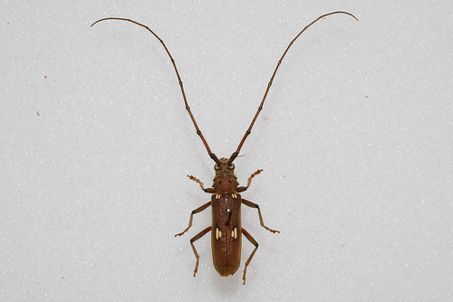 long-horned_beetle