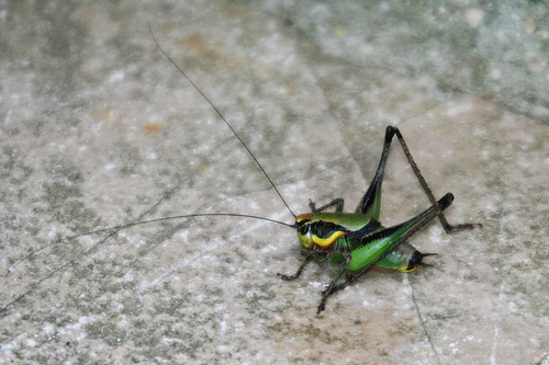 grasshopper