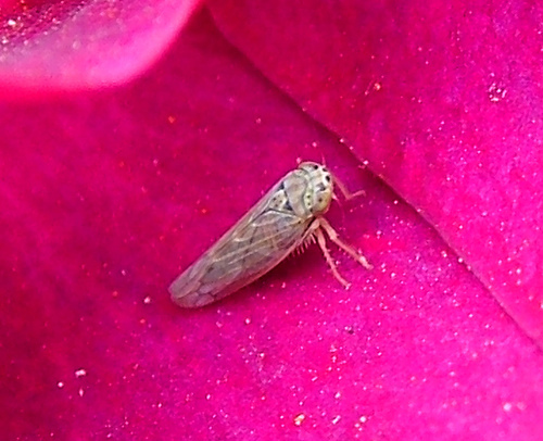 leafhopper