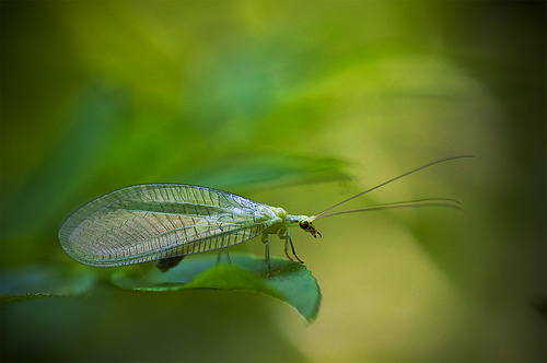 lacewing