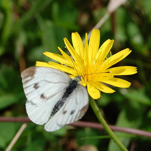 cabbage_butterfly