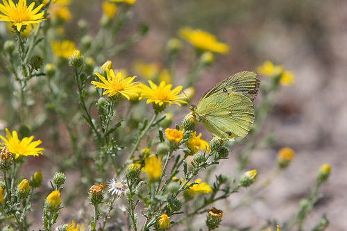 sulphur_butterfly