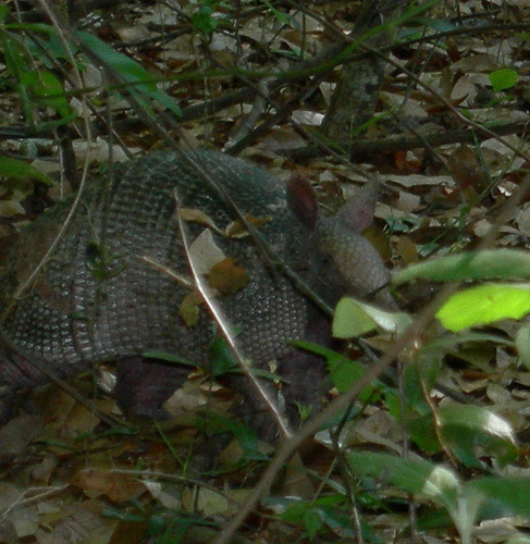 armadillo