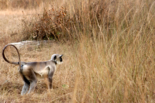 langur