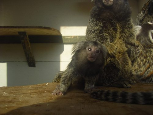 marmoset