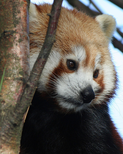 lesser_panda