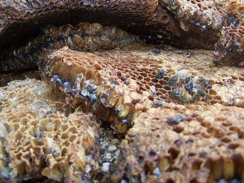 honeycomb