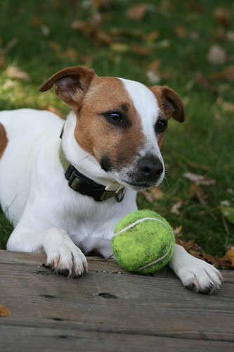 tennis_ball