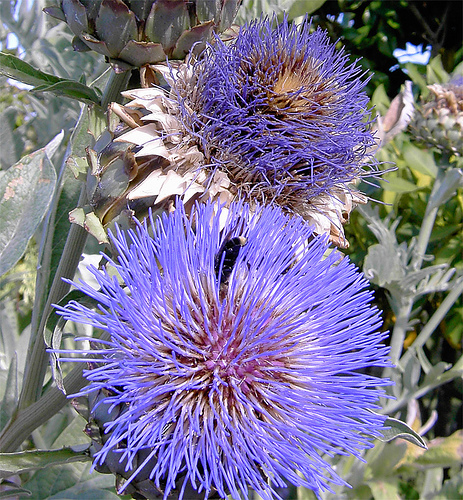 cardoon