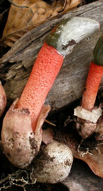 stinkhorn