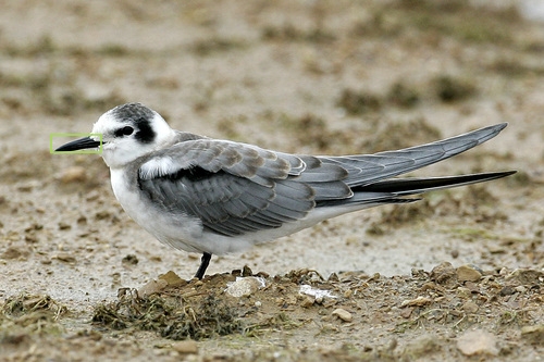 Black_Tern_0101_144331_beak.jpg