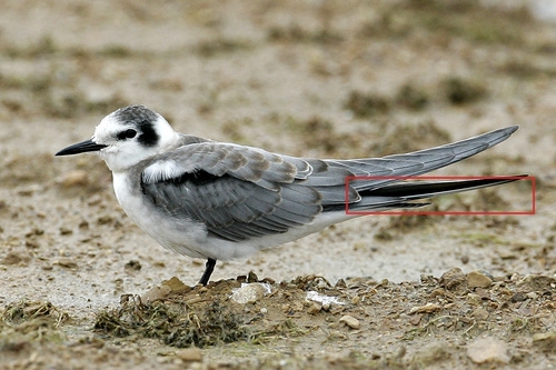 Black_Tern_0101_144331_tail.jpg