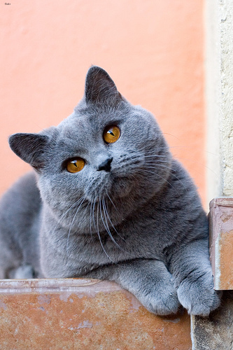 British_Shorthair.jpg