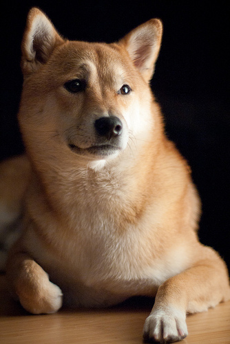 Shiba_inu.jpg