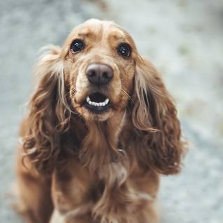 cockerspaniel.jpg