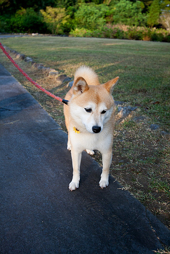 shiba.jpg