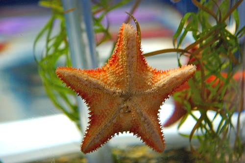 n02317335_14997_starfish.jpg