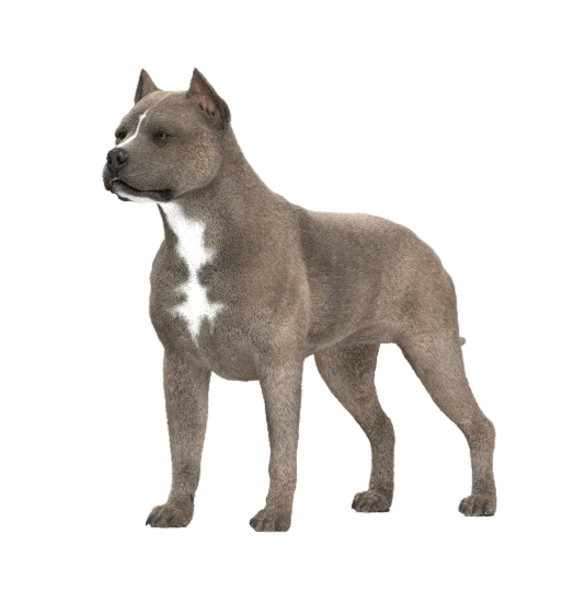 American_PitBull_Terrier.png