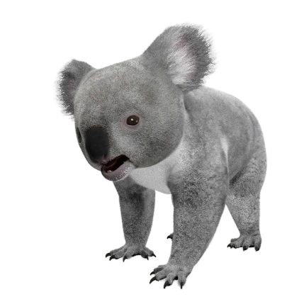 Koala.png