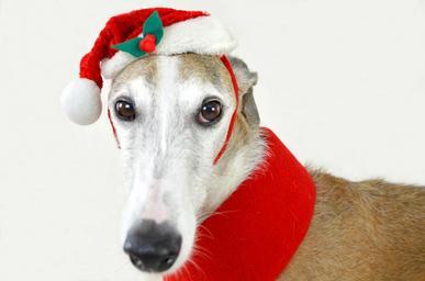 dog_animal_greyhound_983023.jpg