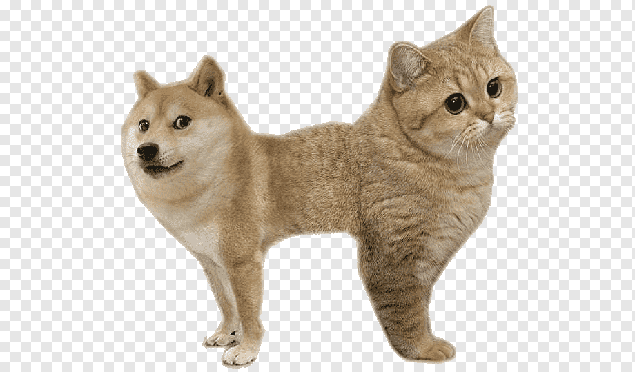 dogcat.jpg