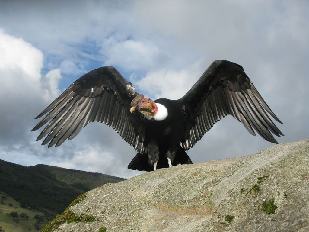 condor.jpg