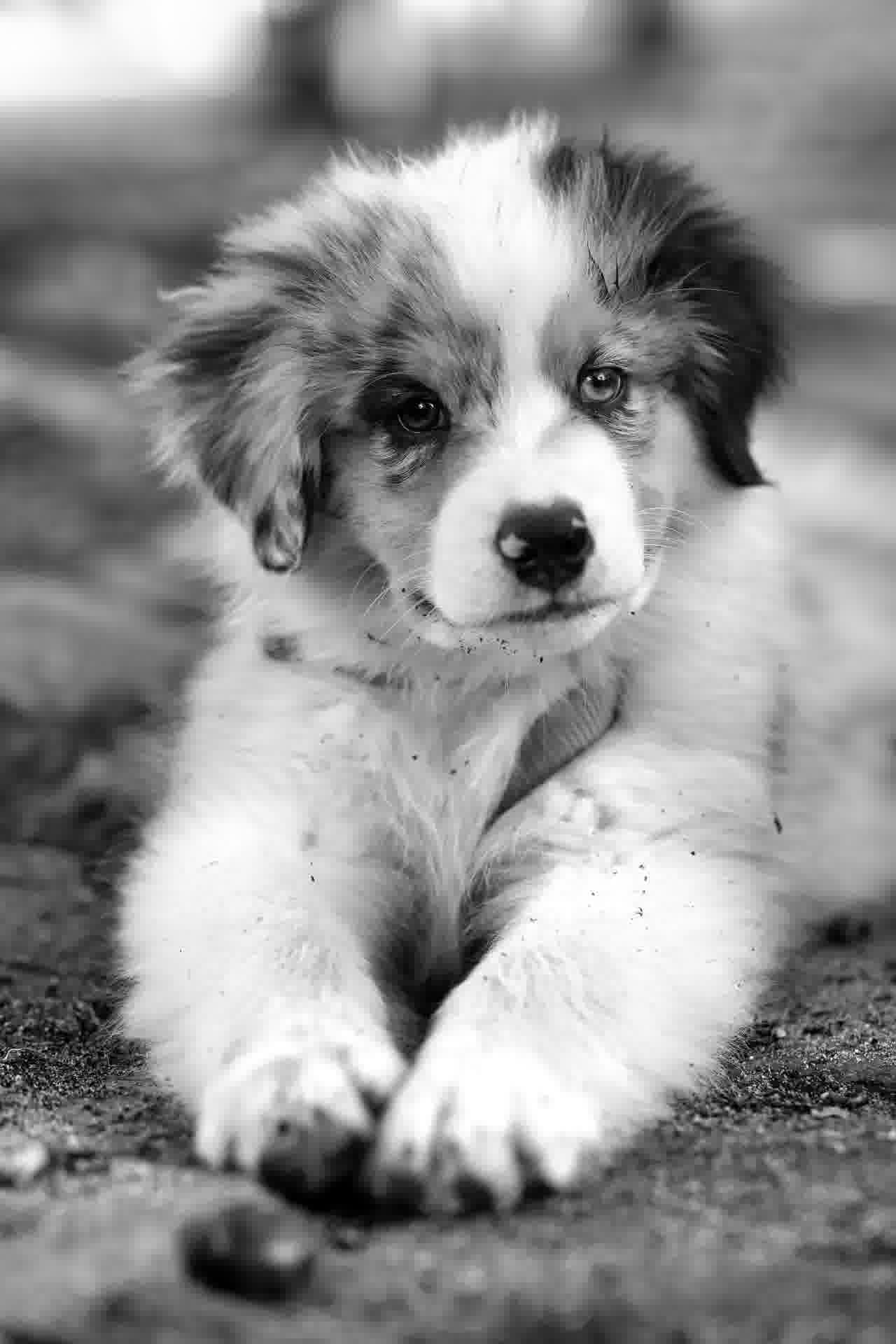 puppy_bw_opt.jpg