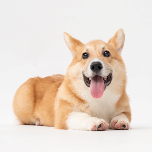 corgi.jpg